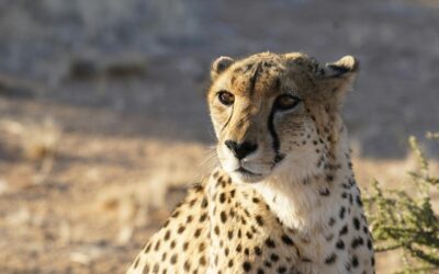 Discover the Wonders of Kruger National Park