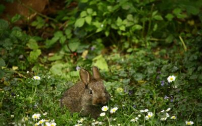 How to rescue baby animals